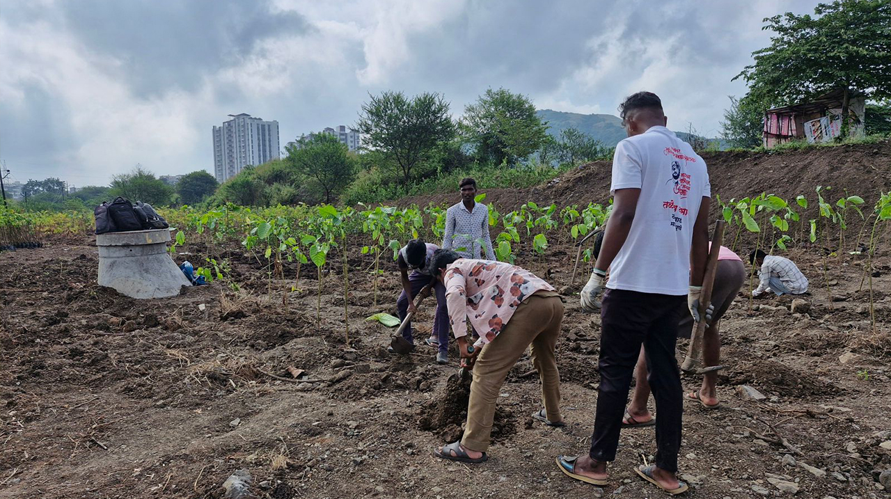 Tree Plantation Drive